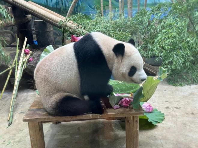 顶流女明星”生日快乐ag旗舰厅网站今天“(图2)